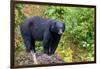 Alaska, Tongass National Forest, Anan Creek. American black bear-Cindy Miller Hopkins-Framed Photographic Print