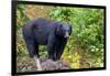 Alaska, Tongass National Forest, Anan Creek. American black bear-Cindy Miller Hopkins-Framed Photographic Print