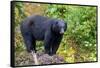 Alaska, Tongass National Forest, Anan Creek. American black bear-Cindy Miller Hopkins-Framed Stretched Canvas