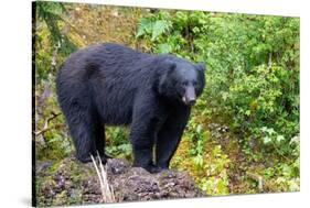 Alaska, Tongass National Forest, Anan Creek. American black bear-Cindy Miller Hopkins-Stretched Canvas