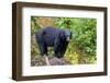 Alaska, Tongass National Forest, Anan Creek. American black bear-Cindy Miller Hopkins-Framed Photographic Print