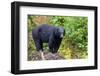 Alaska, Tongass National Forest, Anan Creek. American black bear-Cindy Miller Hopkins-Framed Photographic Print