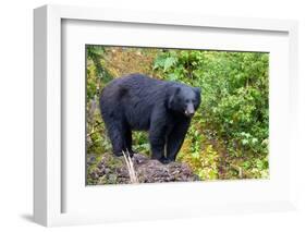 Alaska, Tongass National Forest, Anan Creek. American black bear-Cindy Miller Hopkins-Framed Photographic Print