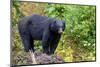 Alaska, Tongass National Forest, Anan Creek. American black bear-Cindy Miller Hopkins-Mounted Photographic Print