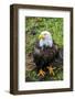 Alaska, Tongass National Forest, Anan Creek. Bald Eagle.-Cindy Miller Hopkins-Framed Photographic Print