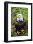 Alaska, Tongass National Forest, Anan Creek. Bald Eagle.-Cindy Miller Hopkins-Framed Photographic Print