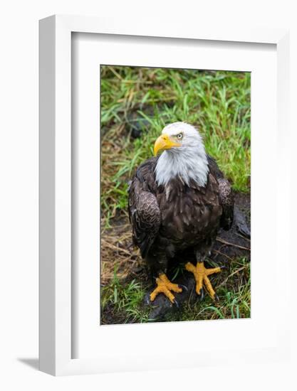 Alaska, Tongass National Forest, Anan Creek. Bald Eagle.-Cindy Miller Hopkins-Framed Photographic Print