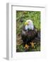 Alaska, Tongass National Forest, Anan Creek. Bald Eagle.-Cindy Miller Hopkins-Framed Photographic Print