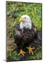 Alaska, Tongass National Forest, Anan Creek. Bald Eagle.-Cindy Miller Hopkins-Mounted Photographic Print