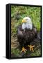 Alaska, Tongass National Forest, Anan Creek. Bald Eagle.-Cindy Miller Hopkins-Framed Stretched Canvas