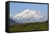 Alaska, Usa, Denali National Park. the 6-William Gray-Framed Stretched Canvas