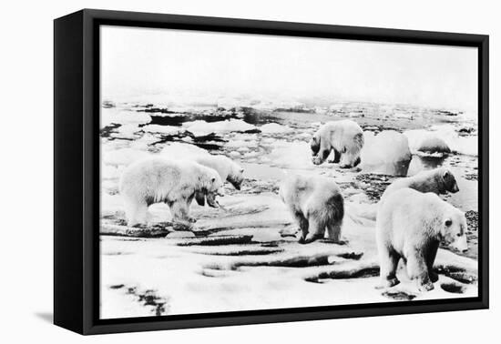Alaska View of 6 huge Polar Bears Hunting Photograph-Lantern Press-Framed Stretched Canvas