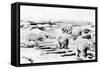 Alaska View of 6 huge Polar Bears Hunting Photograph-Lantern Press-Framed Stretched Canvas