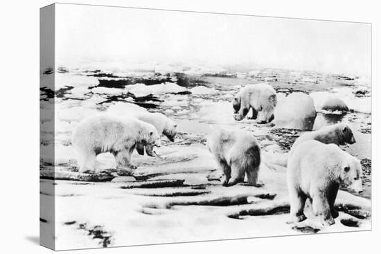 Alaska View of 6 huge Polar Bears Hunting Photograph-Lantern Press-Stretched Canvas