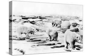 Alaska View of 6 huge Polar Bears Hunting Photograph-Lantern Press-Stretched Canvas