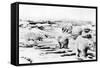 Alaska View of 6 huge Polar Bears Hunting Photograph-Lantern Press-Framed Stretched Canvas