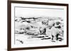 Alaska View of 6 huge Polar Bears Hunting Photograph-Lantern Press-Framed Art Print