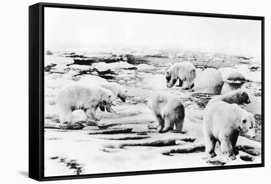 Alaska View of 6 huge Polar Bears Hunting Photograph-Lantern Press-Framed Stretched Canvas