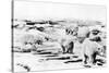 Alaska View of 6 huge Polar Bears Hunting Photograph-Lantern Press-Stretched Canvas