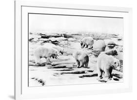 Alaska View of 6 huge Polar Bears Hunting Photograph-Lantern Press-Framed Premium Giclee Print