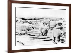 Alaska View of 6 huge Polar Bears Hunting Photograph-Lantern Press-Framed Premium Giclee Print