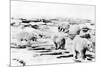 Alaska View of 6 huge Polar Bears Hunting Photograph-Lantern Press-Mounted Premium Giclee Print