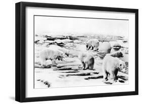 Alaska View of 6 huge Polar Bears Hunting Photograph-Lantern Press-Framed Art Print