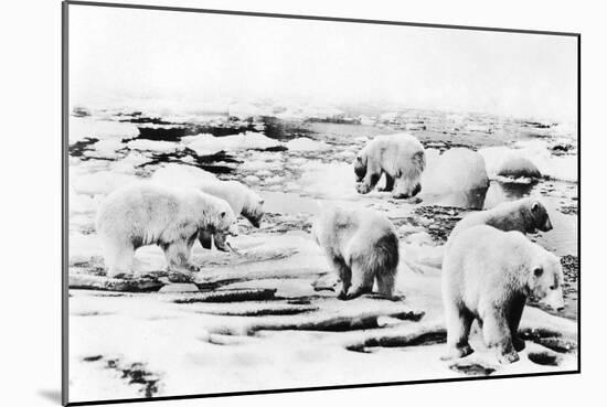 Alaska View of 6 huge Polar Bears Hunting Photograph-Lantern Press-Mounted Art Print