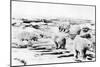 Alaska View of 6 huge Polar Bears Hunting Photograph-Lantern Press-Mounted Art Print