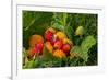 Alaska. Wild golden and red salmonberries-Cindy Miller Hopkins-Framed Photographic Print