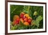 Alaska. Wild golden and red salmonberries-Cindy Miller Hopkins-Framed Photographic Print