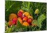 Alaska. Wild golden and red salmonberries-Cindy Miller Hopkins-Mounted Photographic Print