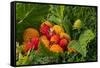 Alaska. Wild golden and red salmonberries-Cindy Miller Hopkins-Framed Stretched Canvas