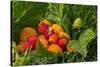 Alaska. Wild golden and red salmonberries-Cindy Miller Hopkins-Stretched Canvas