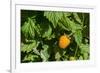 Alaska. Wild golden salmonberries-Cindy Miller Hopkins-Framed Photographic Print