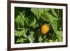 Alaska. Wild golden salmonberries-Cindy Miller Hopkins-Framed Photographic Print