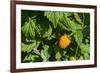 Alaska. Wild golden salmonberries-Cindy Miller Hopkins-Framed Photographic Print