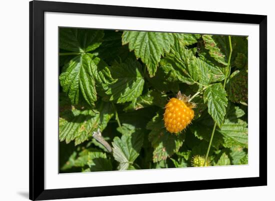 Alaska. Wild golden salmonberries-Cindy Miller Hopkins-Framed Photographic Print