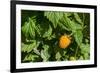 Alaska. Wild golden salmonberries-Cindy Miller Hopkins-Framed Photographic Print