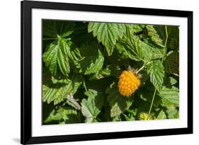 Alaska. Wild golden salmonberries-Cindy Miller Hopkins-Framed Photographic Print