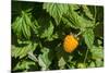 Alaska. Wild golden salmonberries-Cindy Miller Hopkins-Mounted Photographic Print