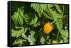 Alaska. Wild golden salmonberries-Cindy Miller Hopkins-Framed Stretched Canvas