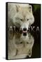 Alaska - Wolf Drinking-Lantern Press-Framed Stretched Canvas