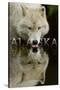 Alaska - Wolf Drinking-Lantern Press-Stretched Canvas