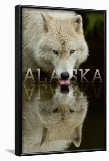 Alaska - Wolf Drinking-Lantern Press-Framed Art Print