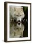 Alaska - Wolf Drinking-Lantern Press-Framed Art Print