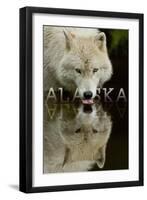 Alaska - Wolf Drinking-Lantern Press-Framed Art Print