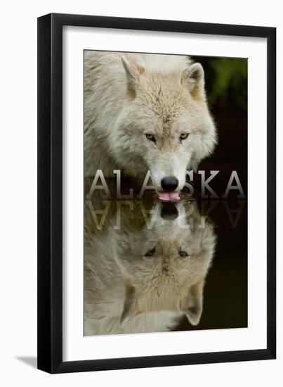 Alaska - Wolf Drinking-Lantern Press-Framed Art Print