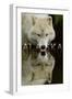 Alaska - Wolf Drinking-Lantern Press-Framed Art Print