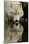 Alaska - Wolf Drinking-Lantern Press-Mounted Art Print